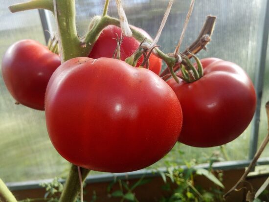 Анжела гигант